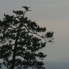 Inoshima_3