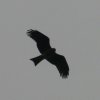 Inoshima_4