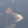 Tokyo_Imperator_Park_10