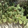 DSCF1440