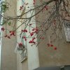 DSCF1442